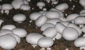 Рост грибов может быть процветающей отраслью