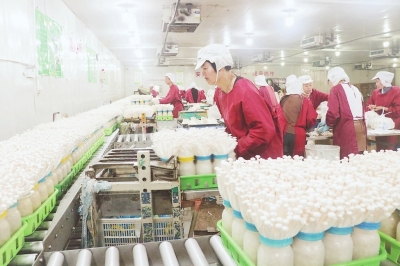 Fujian VANCHEN Mushroom Biotechnology Inc: la producción diaria de hongos alcanza las toneladas 110