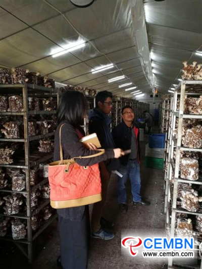 Los expertos en hongos guían a los productores de Shiitake