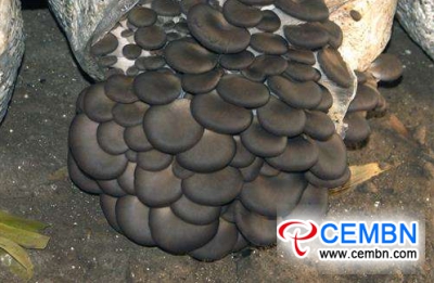 10蘑菇品种的生长条件