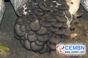 Условия роста на сортах грибов 10