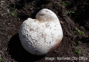 在南原市再次发现罕见的蘑菇