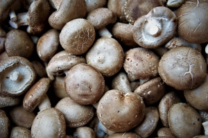 Shenyang Shengfa market: analysis of mushroom price