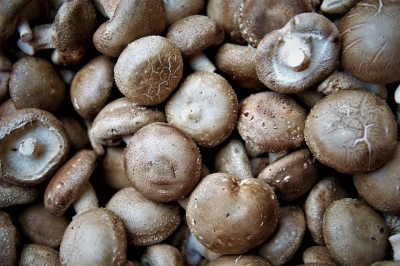 沉阳圣发市场：蘑菇价格分析