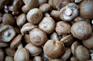 심양 성파 시장 : 버섯 가격 분석