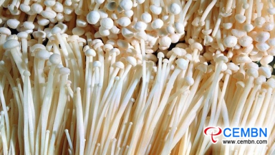 Marché de Shandong Kuangshan: analyse du prix des champignons
