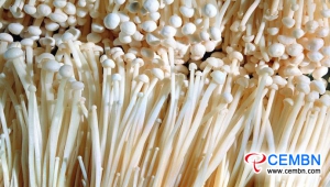 Shandong Kuangshan Market: analyse van champignonprijs