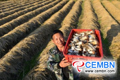 中国贵州省建和县的蘑菇产业稳步增长