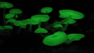 Warum leuchten einige Pilze im Dunkeln?