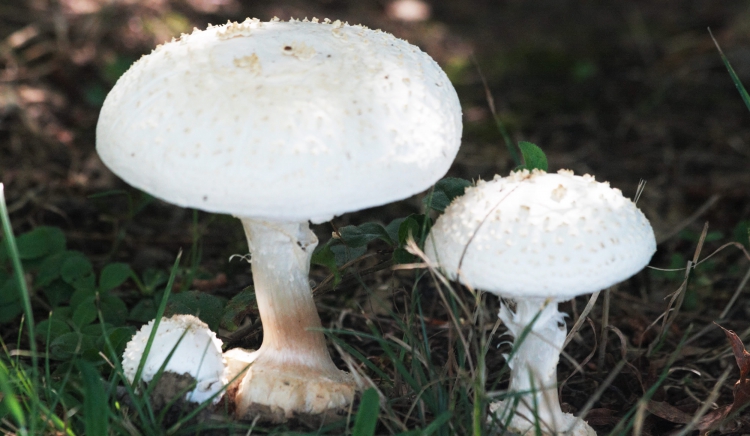 Exploring the Delightful World of the White Cap Mushroom - A Culinary Adventure by Fred Musc