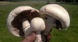 纽扣蘑菇与香菇