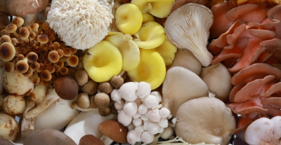 Dutch mushroom industry leads the way in sustainable innovation