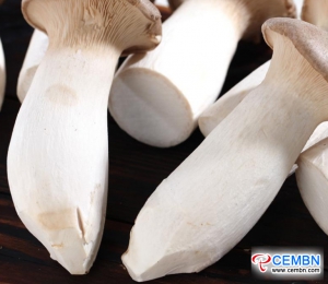 广东海鸡星市场：蘑菇价格分析