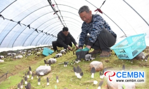 In a shed, farmers grow this rare mushroom and gain 5000 CNY of profits!