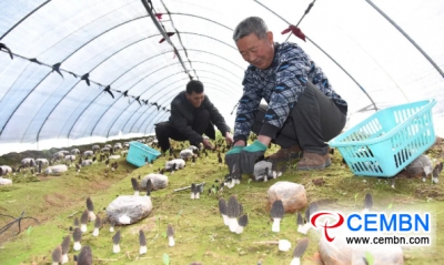 У сараї фермери вирощують цей рідкісний гриб і отримують 5000 юанів прибутку!