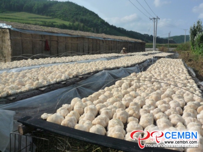 Mudanjiang City versterkt de ontwikkeling van de champignonindustrie