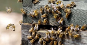 Red de bijen: paddenstoelenextracten kunnen helpen bij het bestrijden van virussen die bijdragen aan de instorting van colony collapse disorder