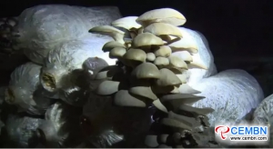 在石窟中种植的杏鲍菇有助于节省成本并获得更多收入