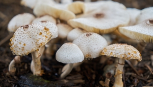 10 Fakten über Pilze, die auf Ihnen wachsen müssen