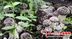 Сумки для відходів чорного гриба – це скарб для пробного вирощування Stropharia rugosoannulata