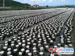 Prowincji Chin w Heilongjiang: czarny przemysł grzybowy przewodzi trendowi umiędzynarodowionemu