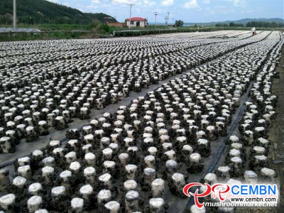 Provinz Heilongjiang, China: Die Schwarzpilzindustrie führt den internationalisierten Trend an
