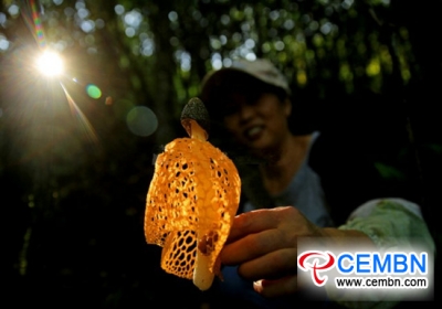 Mushroom Queen: Mysterious Golden Bamboo fungus was found