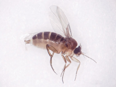 Les travaux les plus récents sur le contrôle des mouches Phorid (Megaselia halterata) montrent un contrôle nettement meilleur avec les nématodes d'e-nema GmbH