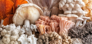 Estonia&rsquo;s Musheez emerges as fast-growing player in mushroom supplements