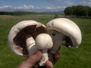 爱尔兰的蘑菇种植者面临“大规模危机”
