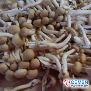 강소 푸민 시장 : 버섯 가격 분석