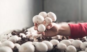 Compost-casing-mushroom water relationships