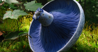 Un champignon avec une apparence particulière