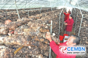 Хубэй Nonghua Сельскохозяйственные технологии Лтд: Это сезон сбора грибов шиитаке