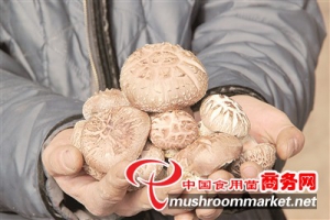 Ciupercile cu flori intră pe piața coreeană din China