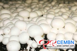 Industrialized mushroom factory which holds 126 million CNY of investment is in fevered construction