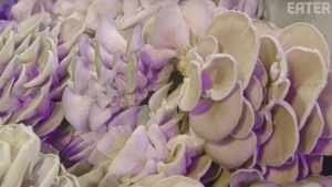 Wie Kleinbauernhöfe seltene Pilze für Restaurants in NYC kultivieren