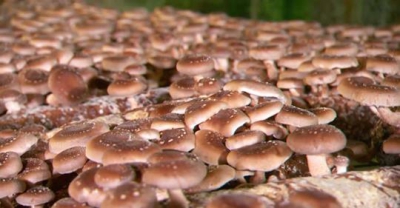 Léčivé houby jsou nejnovějším trendem zdravé výživy