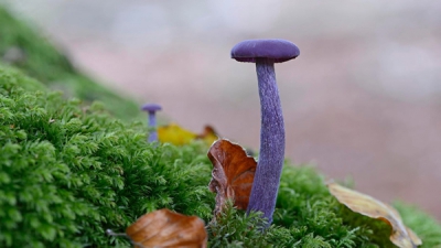 外星真菌：你敢吃这些紫蘑菇吗？