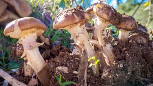 Mushrooms, the Last Survivors