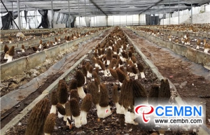 Soilless Substrate Cultivation of Morel mushroom gains fruitful results