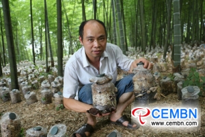 Provinz Sichuan: Bambus-Pilze entwickeln sich im Bambuswald