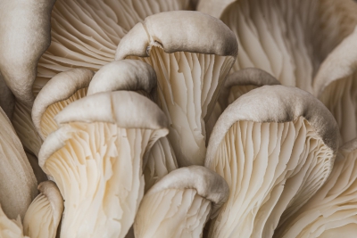 南澳大利亚蘑菇的成功