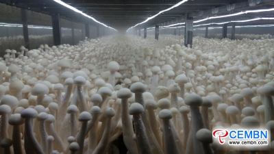 Il 14th National Mushroom Supplies Expo e la riunione di sviluppo della fabbrica di funghi