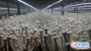 14th National Mushroom Supplies Expo＆Mushroom工場開発ミーティング
