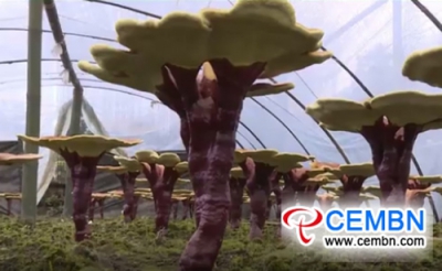 La coltivazione artificiale del fungo Reishi produce un domani migliore