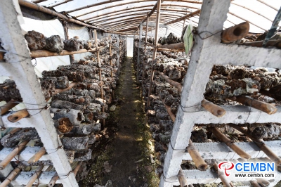 Manas 군의 Sinkiang : 버섯 생산량의 연간 생산량은 63 백만 CNY