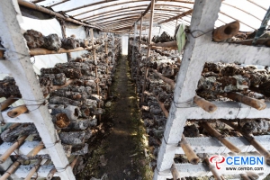 新疆玛纳斯县：蘑菇产业年产值达到63万元人民币