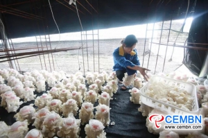 Guizhou Guifu Mushroom Company : 오리 큘라 리아 (Auricularia nigricans)의 수확시기입니다.