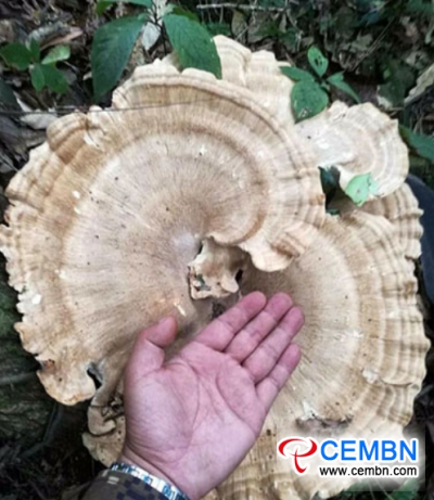 在中国发现的巨型Bondarzewia dickinsii的帽子是50厘米